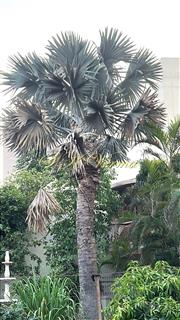 Bismarckia nobilis